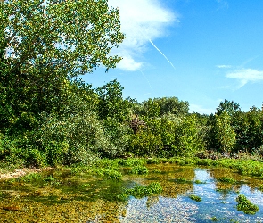 Chorwacja, Drzewa, Lato, Rzeka Cetina