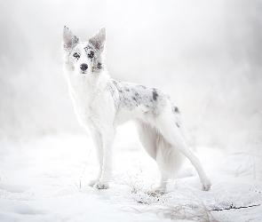 Border collie, Zima