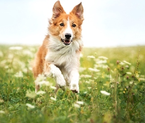 Rudy, Łąka, Border collie, Pies