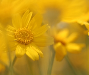Żółte, Rozmycie, Kwiaty