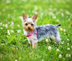 Łąka, Koniczyna, Yorkshire terrier