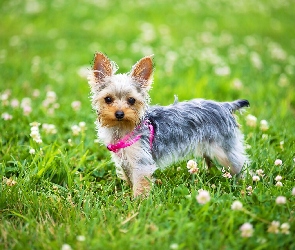 Yorkshire terrier, Koniczyna, Łąka