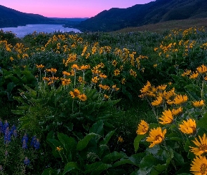 Rzeka, Balsamorhiza, Łubin, Góry, Rezerwat przyrody Columbia River Gorge, Stan Oregon, Wzgórza, Łąka, Stany Zjednoczone, Kwiaty