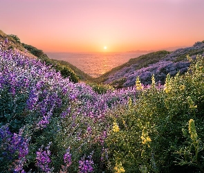 San Francisco, Kwiaty, Stan Kalifornia, Stany Zjednoczone, Wzgórza, Zachód słońca, Łubin, Morze, Szlak Coastal Trail