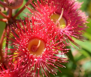 Drzewo, Corymbia Ficifolia, Kwiat