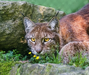 Ryś, Skały