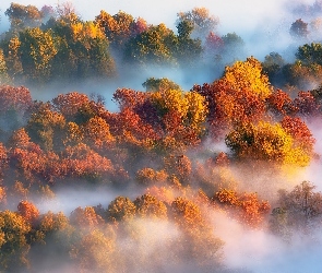 Drzewa, Las, Jesień, Mgła