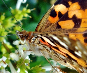 Skrzydełka, Motyl