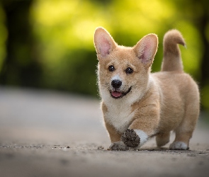 Szczeniak, Welsh corgi pembroke, Pies