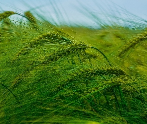 Zielone, Zboże