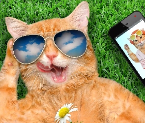 Okulary, Śmieszne, Trawa, Telefon, Kot