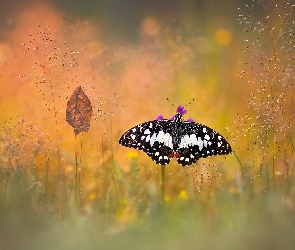 Papilio demodocus, Bokeh, Liść, Trawa, Motyl