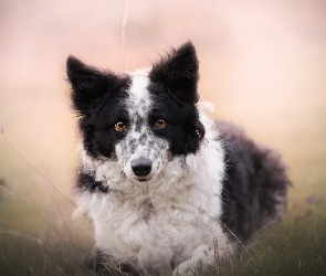 Border collie, Tło, Rozmyte, Łąka, Pies