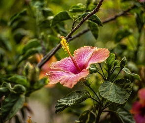 Hibiskus, Liście, Kwiaty