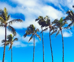 Palmy, Niebo