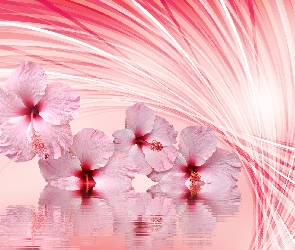 Kwiaty, Grafika 2D, Odbicie, Woda, Hibiskus