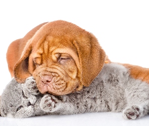 Szczeniak, Tło, Białe, Kot, Dog de Bordeaux