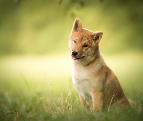 Shiba inu, Trawa, Pies