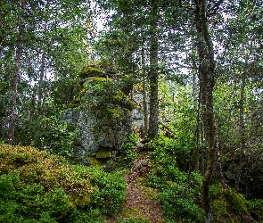 Park Narodowy, Mech, Dróżka, Las Bawarski, Niemcy