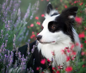 Kwiaty, Łąka, Pies, Border collie