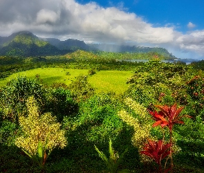 Roślinność, Drzewa, Góry, Hawaje, Morze, Chmury