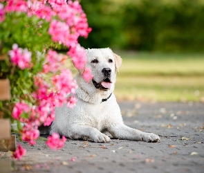 Pies, Kwiaty, Labrador Retriever