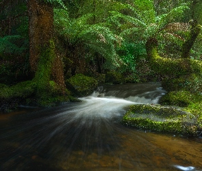 Las deszczowy, Tasmania, Australia, Strumień, Paprocie, Drzewa, Rzeka, Park Narodowy Mount Field