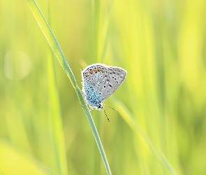 Trawa, Źdźbło, Motyl, Modraszek