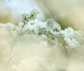 Białe, Krzew, Kwiaty