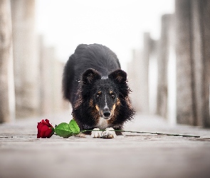 Pies, Róża, Kwiat, Owczarek szetlandzki