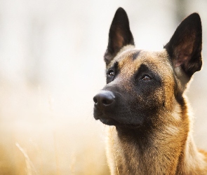 Pies, Mordka, Owczarek belgijski malinois