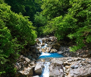 Las, Strumyk, Kamienie