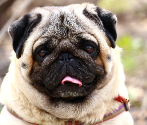 Mops, Język, Pies