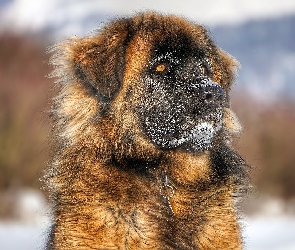 Pies, Leonberger