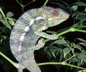 Kameleon