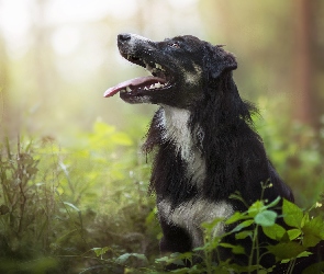 Rośliny, Las, Pies, Border collie