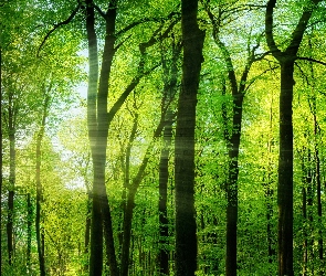 Las, Smugi, Przebijające światło, Drzewa