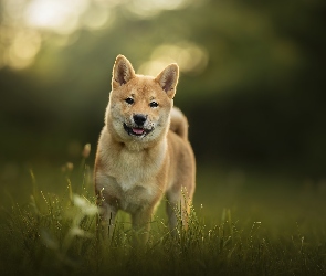 Trawa, Łąka, Pies, Shiba inu