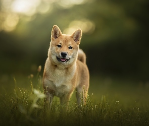 Pies, Trawa, Łąka, Shiba inu