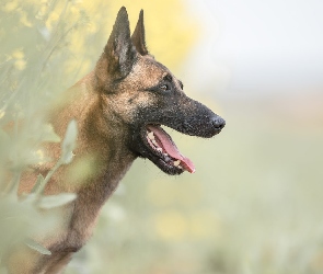 Owczarek belgijski malinois, Mordka, Pies