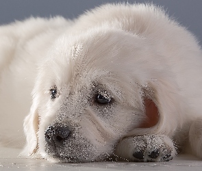 Szczeniak, Golden retriever, Biały