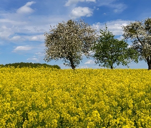 Pole, Drzewa, Kwiaty, Rzepak, Żółte