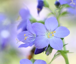 Liliowy, Kwiat, Wielosił błękitny