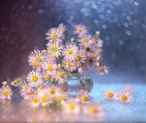 Przymiotno białe, Bokeh, Wazonik, Kwiaty, Dekoracja