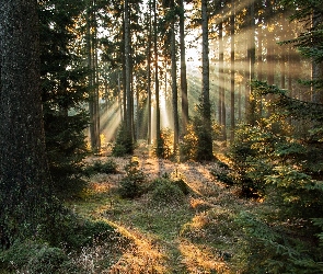 Las, Przebijające Światło, Promienie słońca, Poranek