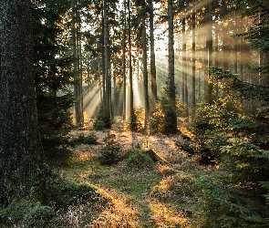 Przebijające Światło, Promienie słońca, Las, Poranek