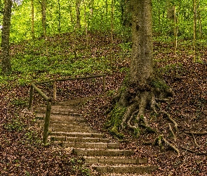 Schody, Drewniane, Drzewa, Las, Korzenie, Liście