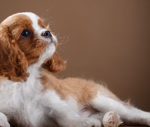 Szczeniak, Cavalier king charles spaniel, Szczeniak