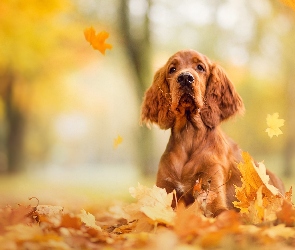 Cocker spaniel angielski, Liście, Pies