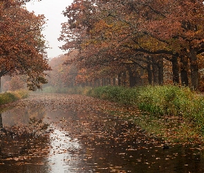 Jesień, Trawy, Drzewa, Rzeka